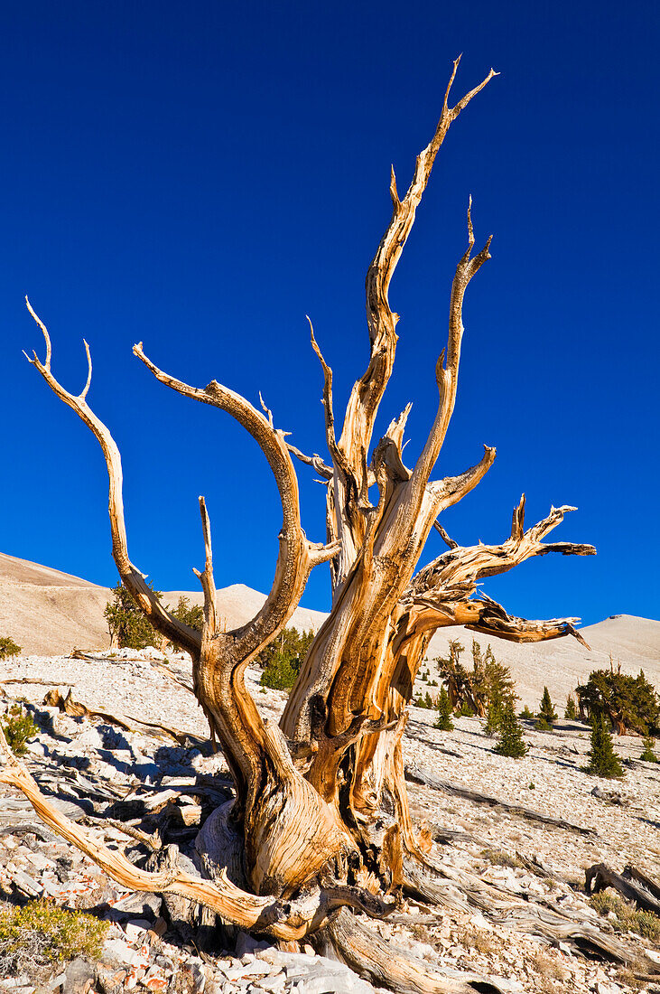 Ancient Bristlecone Pines (Pinus longaeva) in the Patriarch Grove, Ancient Bristlecone Pine Forest, White Mountains, California, USA