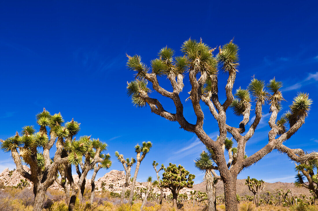 Joshua trees along the trail to the Wall Street Mill, Joshua Tree National Park, California, USA