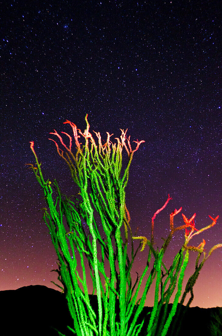 Ocotillo under the Milky Way, Anza-Borrego Desert State Park, California, USA