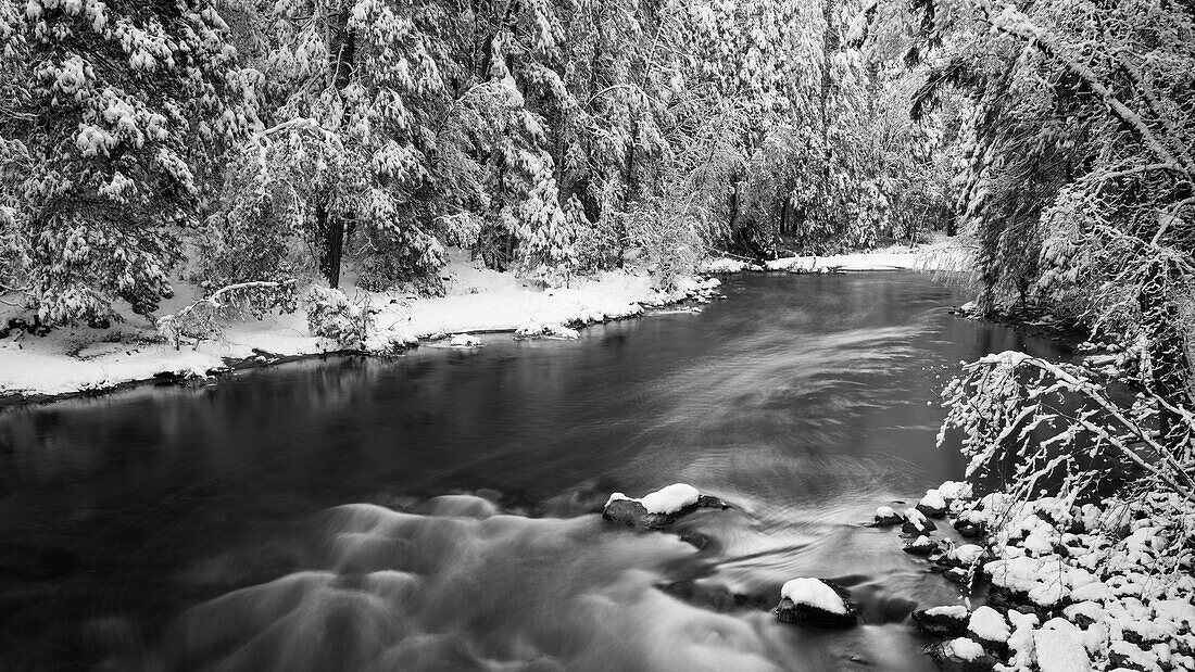 Snow dusted pines along the Merced River, Yosemite National Park, California, USA