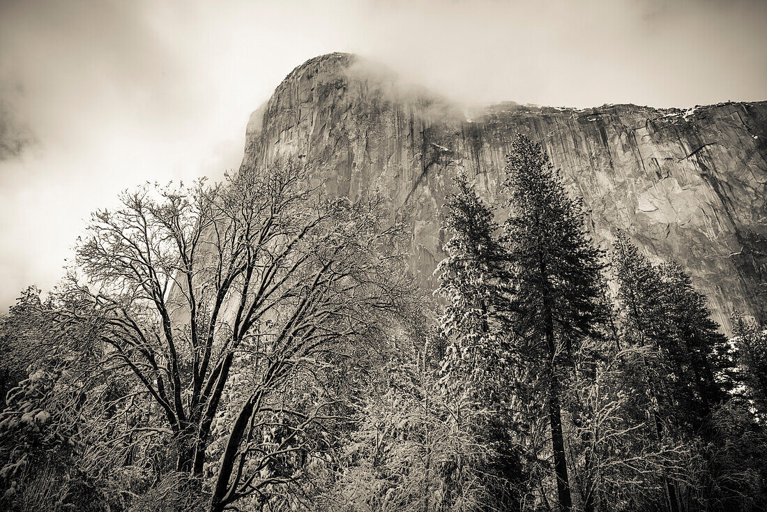 El Capitan and black oak in winter, Yosemite National Park, California, USA