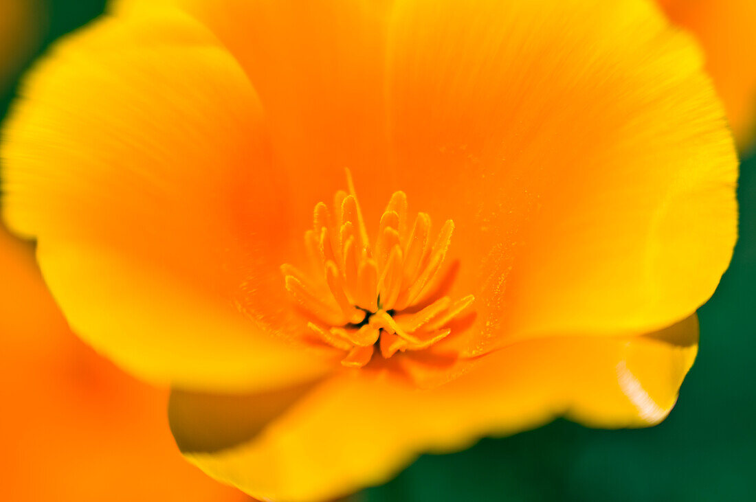 Kalifornischer Mohn Detail (Eschscholzia californica) Antelope Valley, Kalifornien, USA