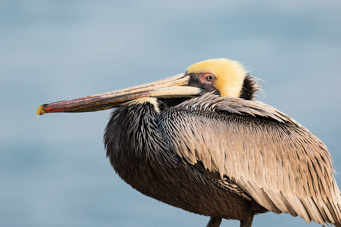 Brauner Pelikan (Pelecanus occidentalis), La Jolla-Klippen, La Jolla, CA