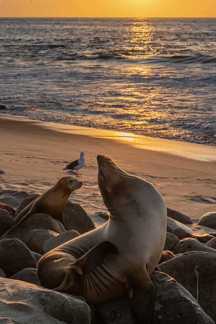 Ein Seelöwe streckt sich auf einem Felsen aus, und ein Jungtier beobachtet den Sonnenuntergang
