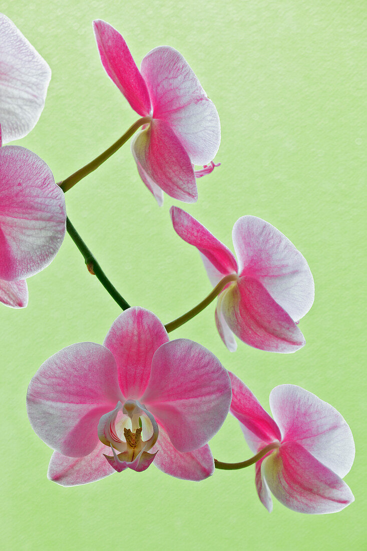 USA, Kalifornien. Nahaufnahme von blühenden Orchideen