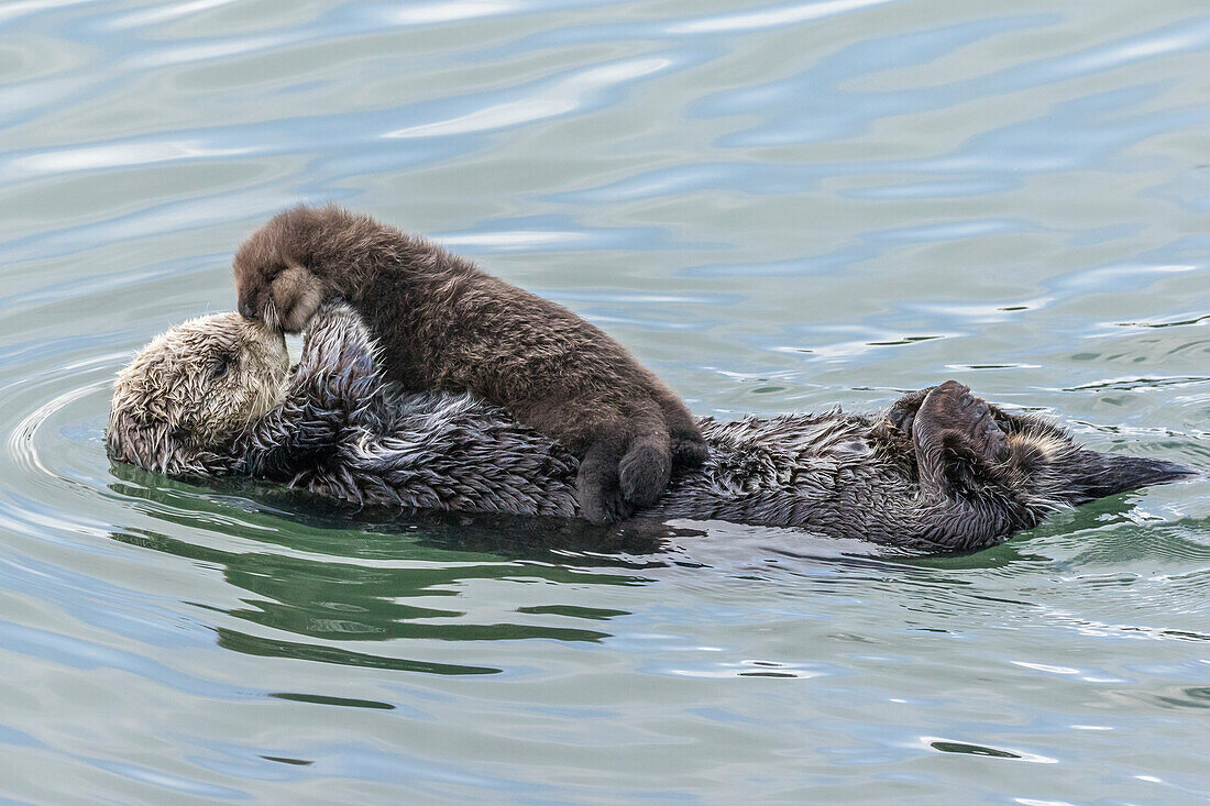 USA, California, San Luis Obispo County. Sea otter mother and pup