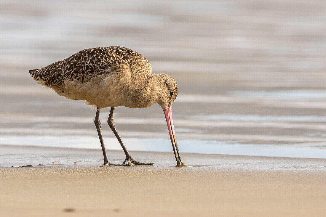 USA, California, San Luis Obispo County. Marbled godwit foraging in sand