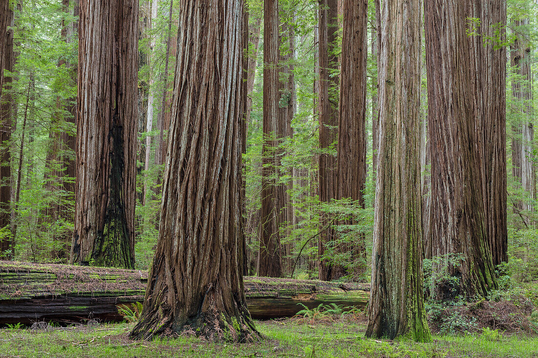 USA, Kalifornien, Humboldt Redwoods State Park. Redwood-Baum, malerisch