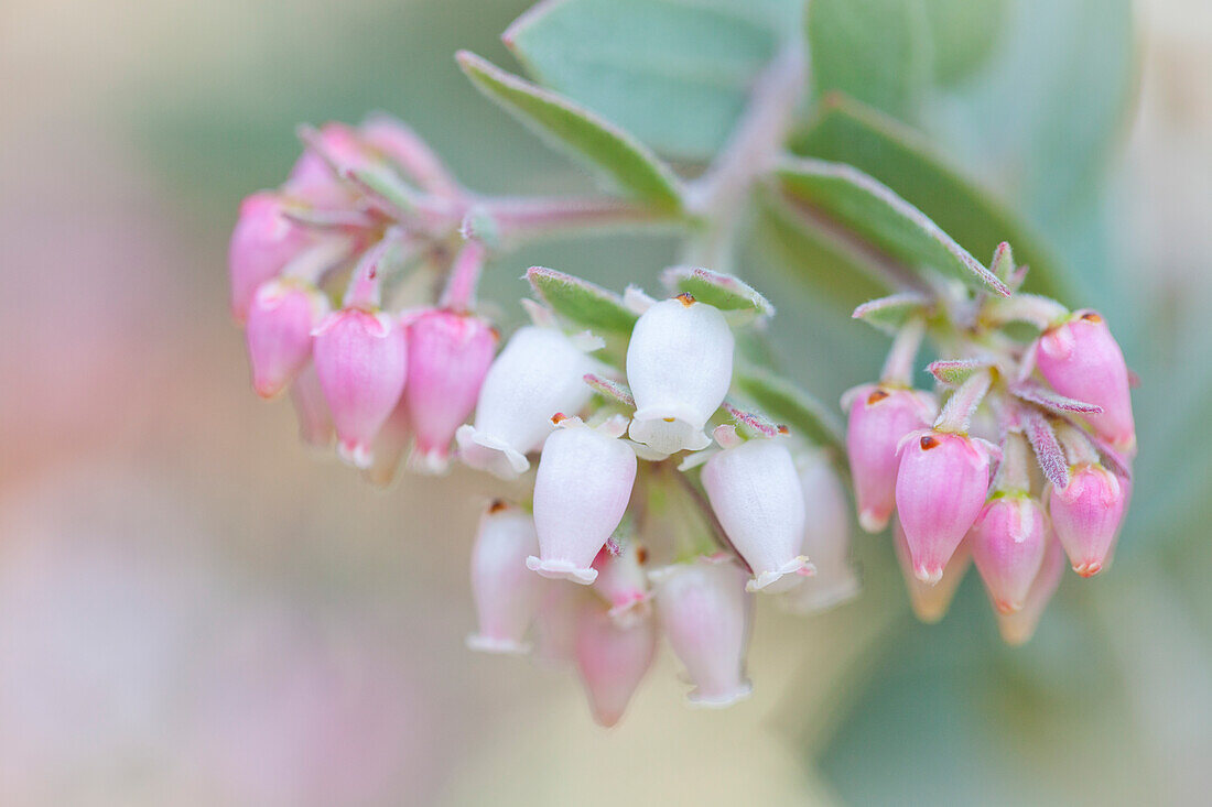 Manzanita-Blüten, Gattung Arctostaphylos, Mount Diablo State Park