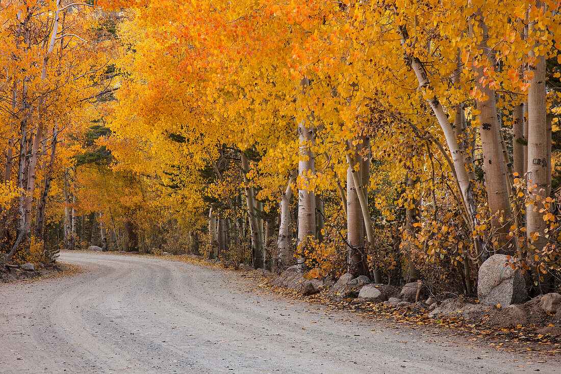 USA, Kalifornien, Sierra Nevada-Gebirge. Bergstraße im Wald