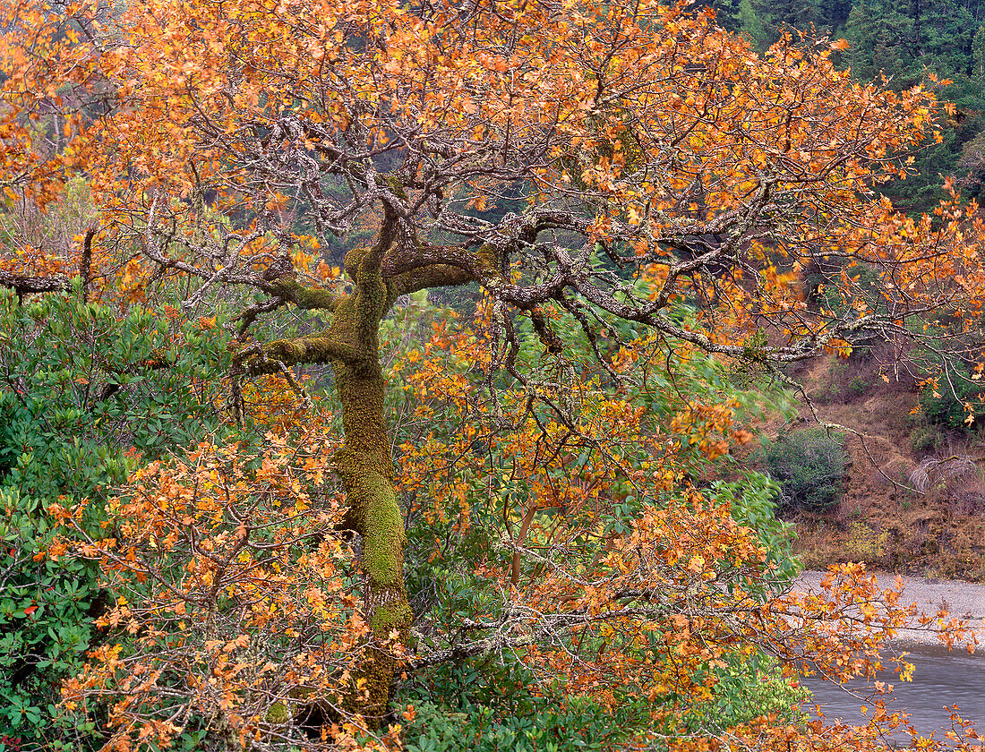 USA, California, Garberville. Moss on oak tree in fall color.