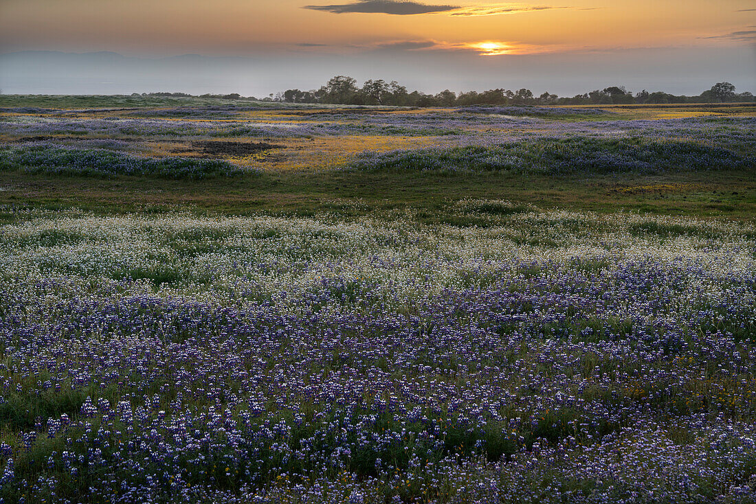 USA, California, North Table Mountain. Sunset on field of wildflowers.