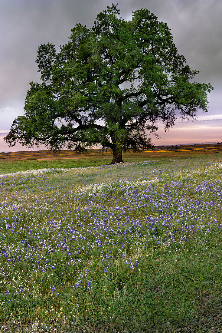 USA, California, North Table Mountain. Sunset on field of wildflowers.