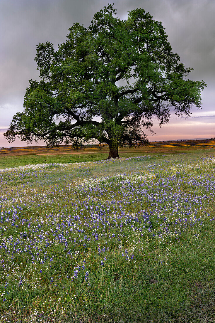 USA, Kalifornien, Nördlicher Tafelberg. Sonnenuntergang auf einem Feld von Wildblumen.