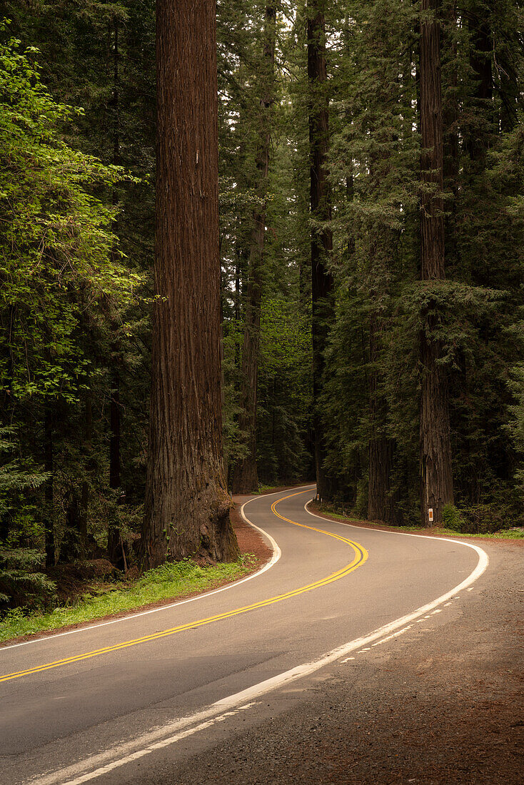 USA, California, Humboldt Redwoods State Park. Avenue of the Giants road into park.