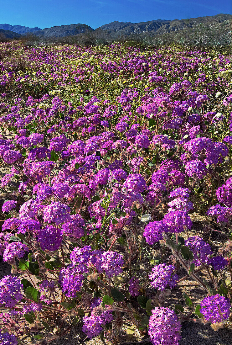 USA, Kalifornien, Anza Borrego Desert State Park. Blühendes Wüstensand-Eisenkraut.