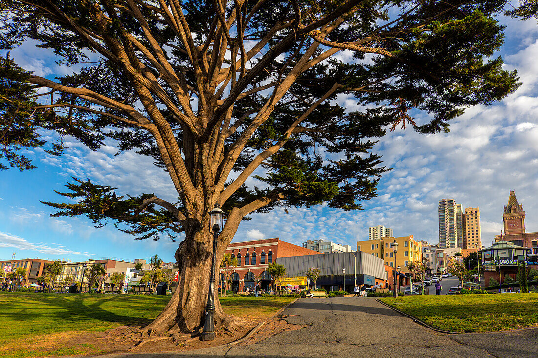 Monterey-Zypresse im Park in Fisherman's Wharf in San Francisco, Kalifornien, USA (Großformat verfügbar)