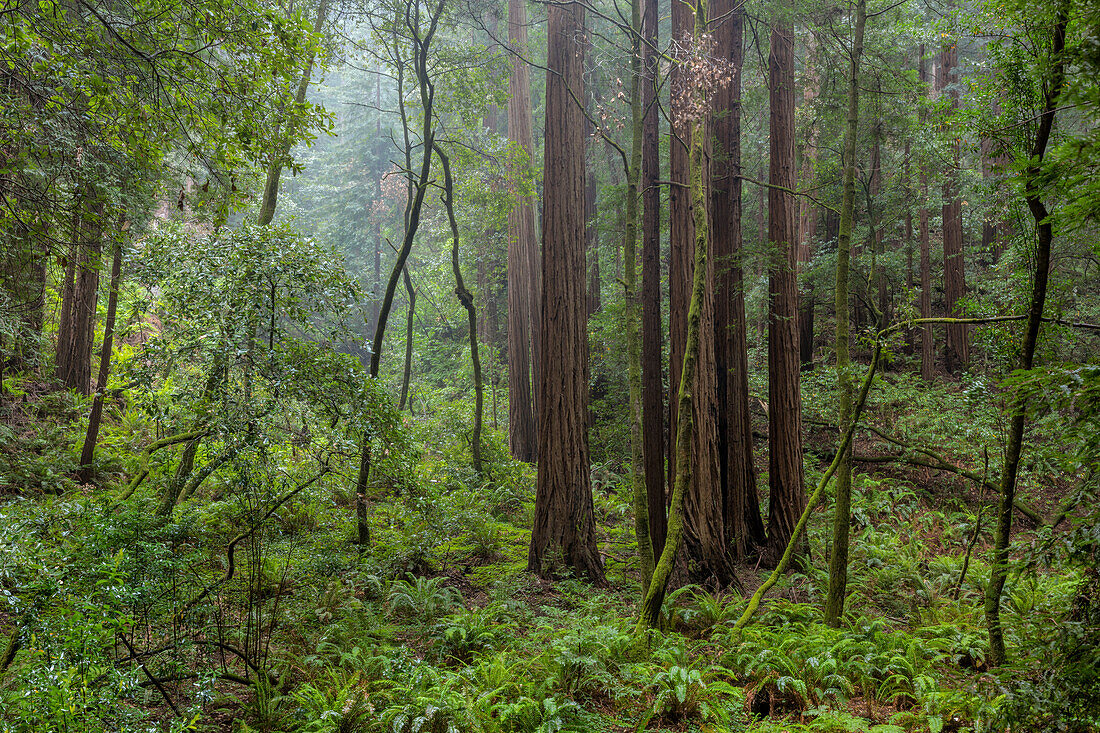 Mature redwood forest in Muir Woods National Monument in Mill Valley, California, USA (Large format sizes available)