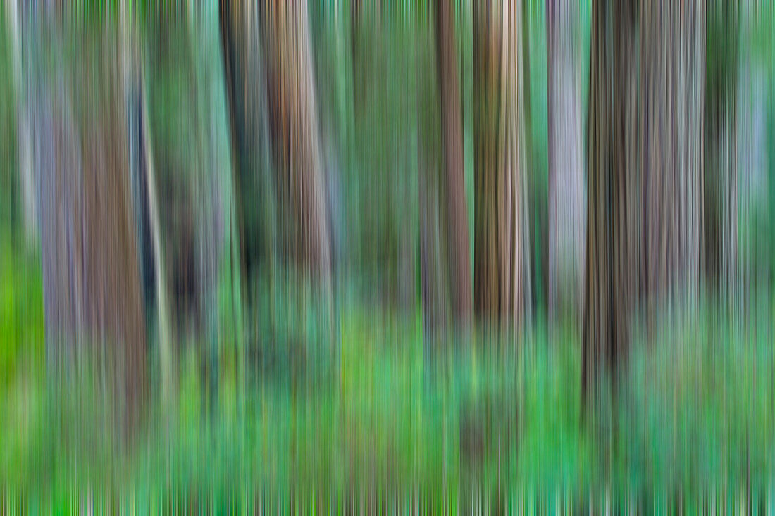 Hain von Redwoods, Schwenkeffekt. Damnation Creek Trail, Del Norte Redwoods State Park, Kalifornien