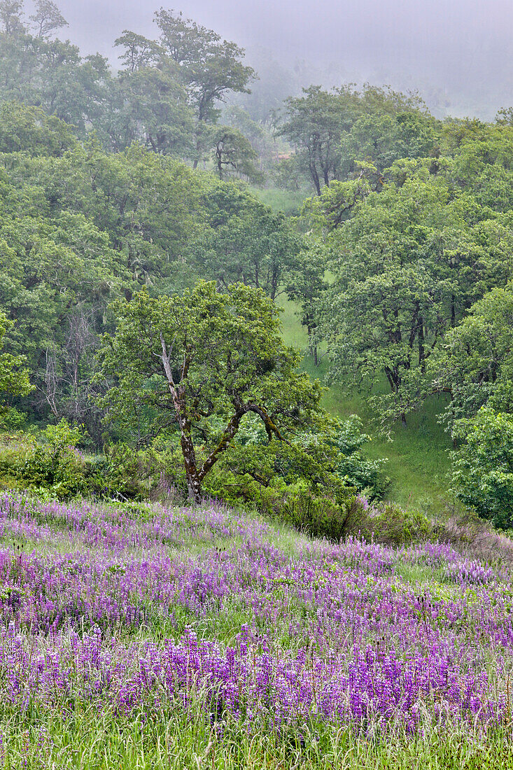 Lupine und Eichen im Nebel Bald Hills, Redwoods-Nationalpark, Kalifornien