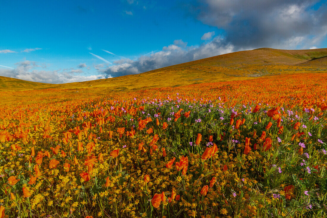 USA, Kalifornien. Feld mit kalifornischem Mohn, Goldfeld und Filaree-Wildblumen, in der Nähe des Mohnreservats, Lancaster, Kalifornien