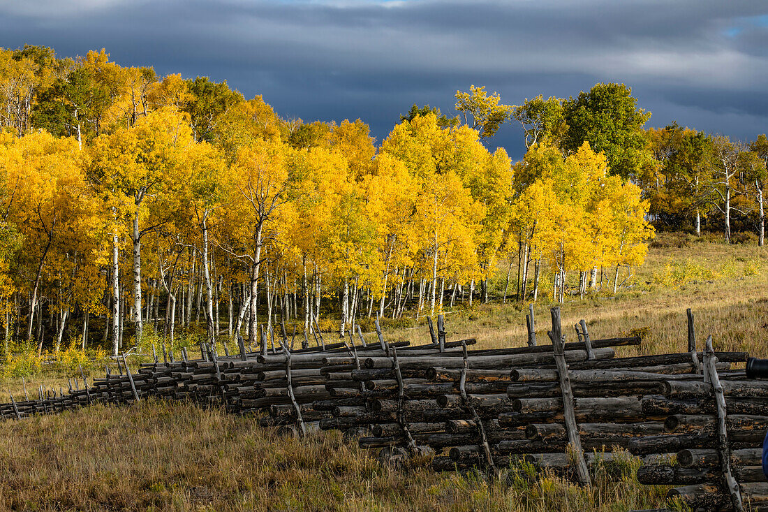 Herbstliche Espenbäume und Sneffels Range, Mount Sneffels Wilderness, Uncompahgre National Forest, Colorado