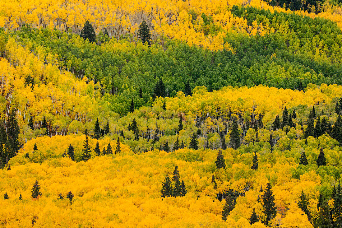 Massiver Berghang mit dichten Espen und immergrünen Bäumen in Herbstfärbung, Uncompahgre National Forest, Sneffels Range, Sneffels Wilderness Area, Colorado