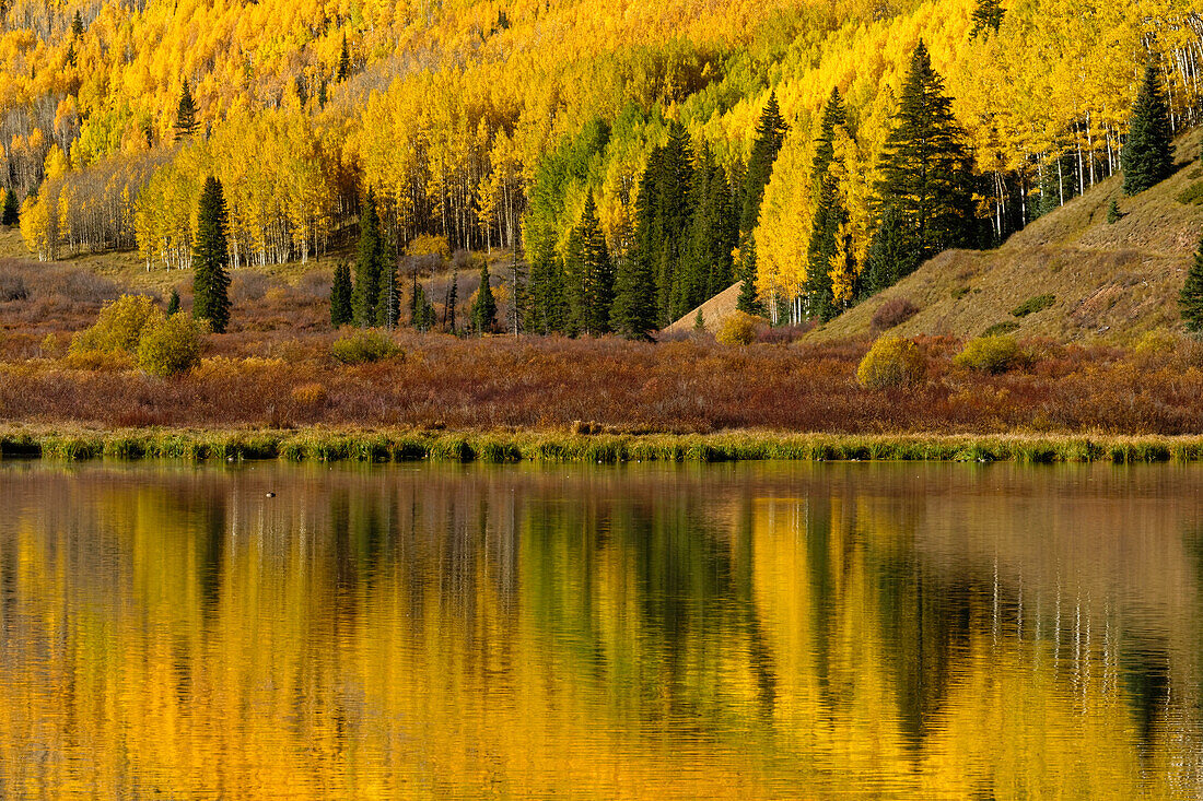 Fall colors reflected on Crystal Lake at sunrise, near Ouray, Colorado