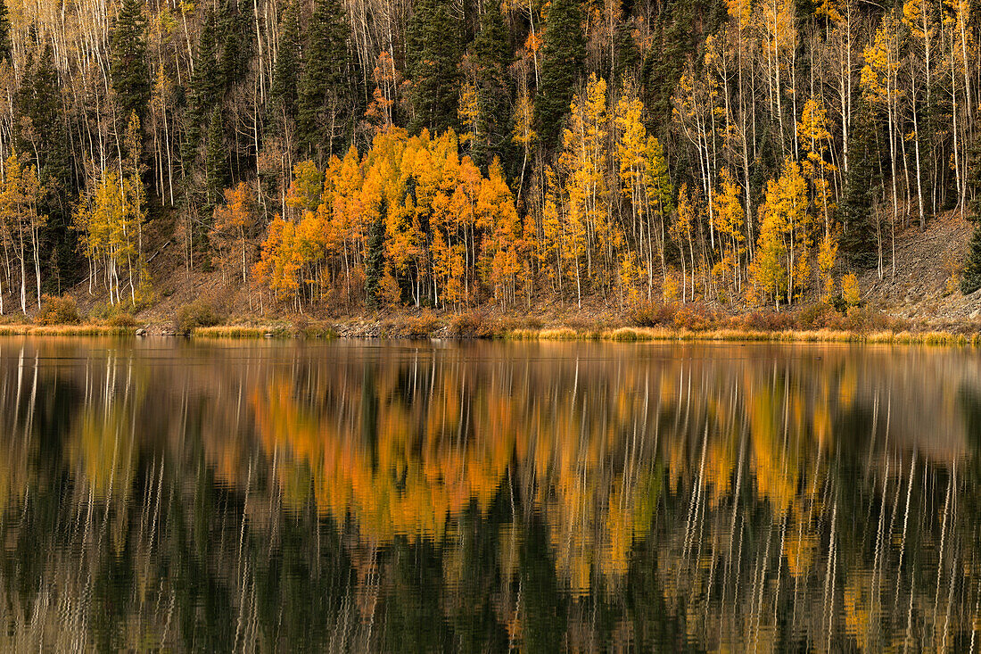 Espenbäume im Herbst, die sich bei Sonnenaufgang im Crystal Lake spiegeln, Uncompahgre National Forest, nahe Ouray, Colorado.