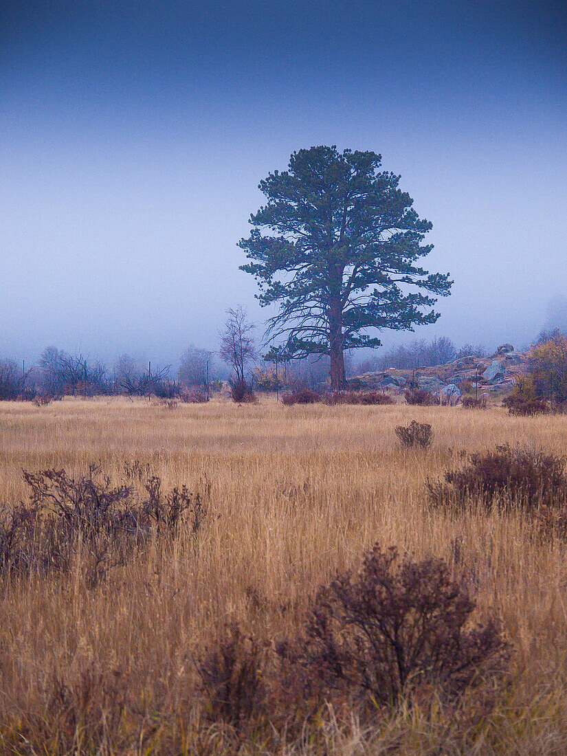 Einsamer Baum in Foggy Field, Rocky Mountain National Park, Colorado, USA