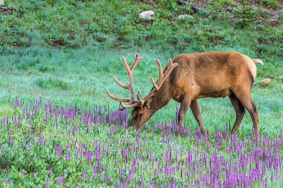 USA, Colorado, Rocky Mountain National Park. Bull elk and little elephant's head flowers