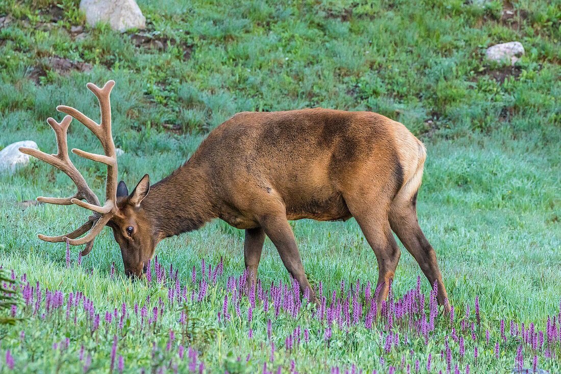 USA, Colorado, Rocky Mountain National Park. Bull elk and little elephant's head flowers