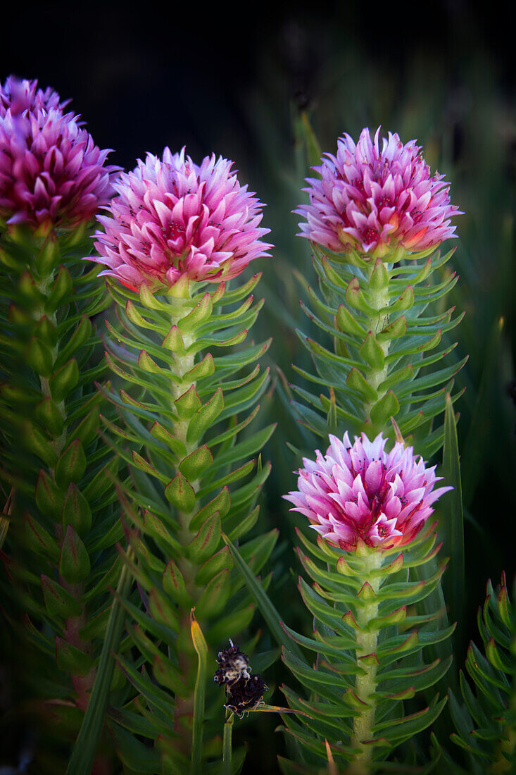 USA, Colorado, Mt. Evans. Close-up of Queen's Crown flowers