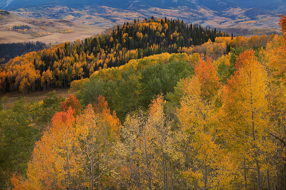 USA, Colorado, Uncompahgre National Forest. Autumn-colored forest