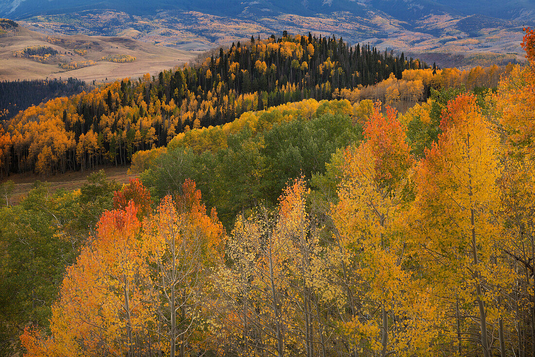 USA, Colorado, Uncompahgre-Nationalforst. Herbstlich gefärbter Wald