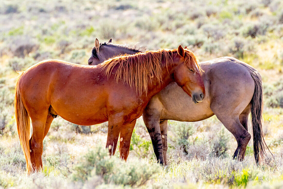 USA, Colorado, Sand Wash Basin. Close-up of wild horses