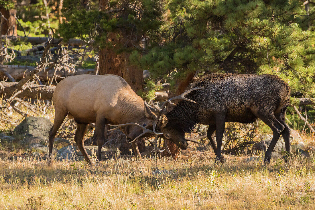 USA, Colorado, Rocky Mountain National Park. Male elks sparring