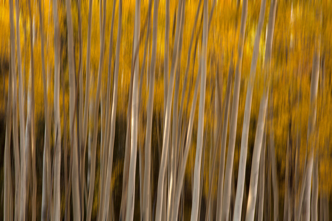 USA, Colorado. Abstract of aspen trees