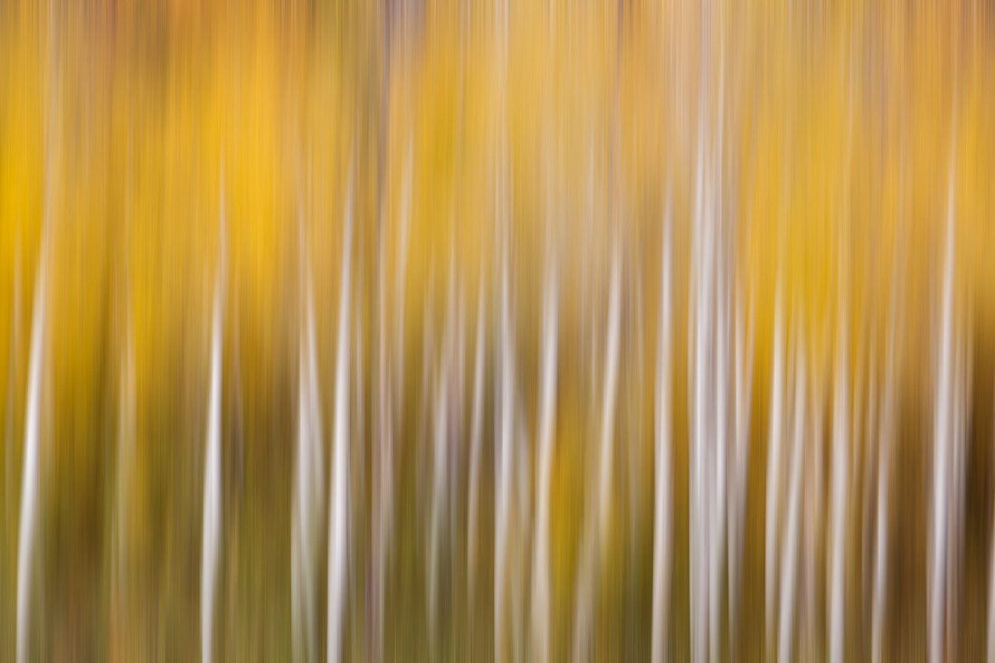 USA, Colorado. Zusammenfassung von Espenbäumen im Herbst