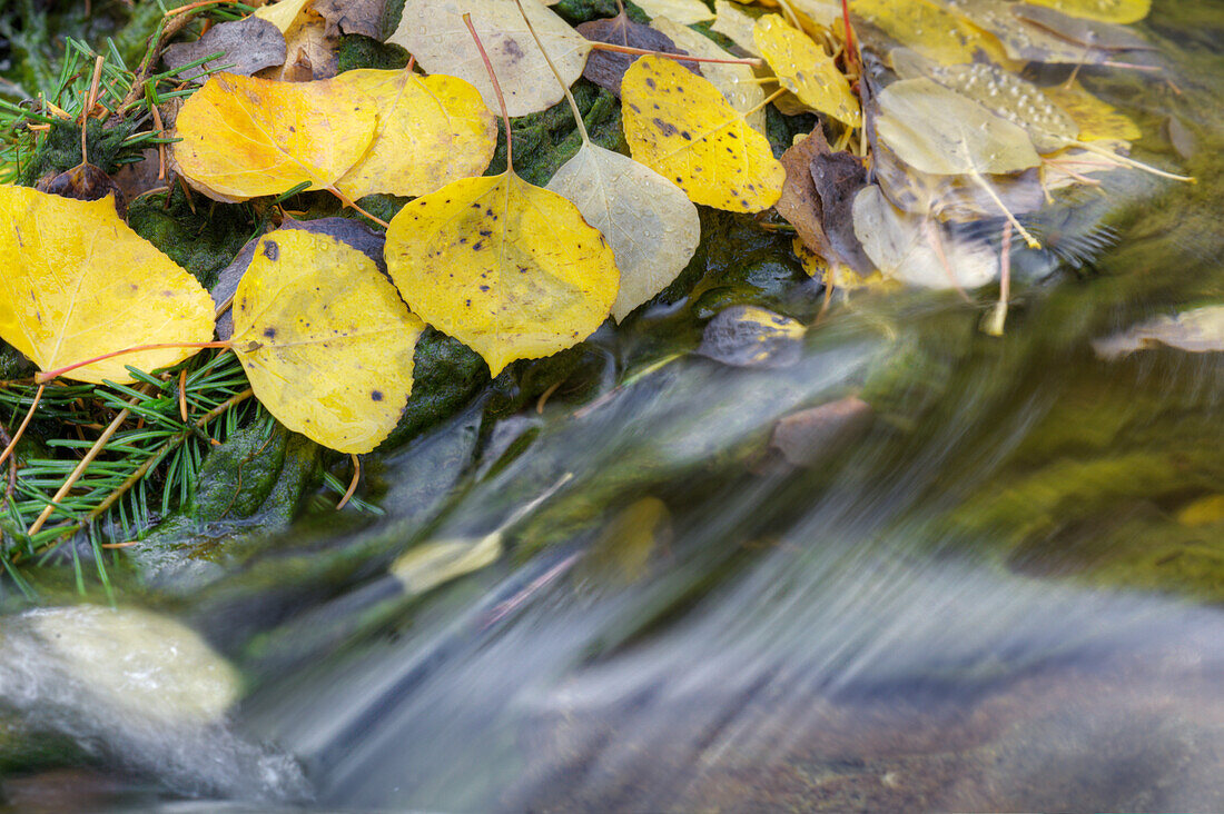 USA, Colorado, San Juan Mountains. Aspen leaves in stream