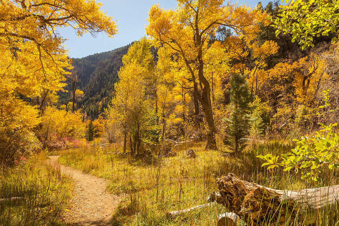 USA, Colorado, Grizzly Creek Pfad. Baumwollbäume in Herbstfarben