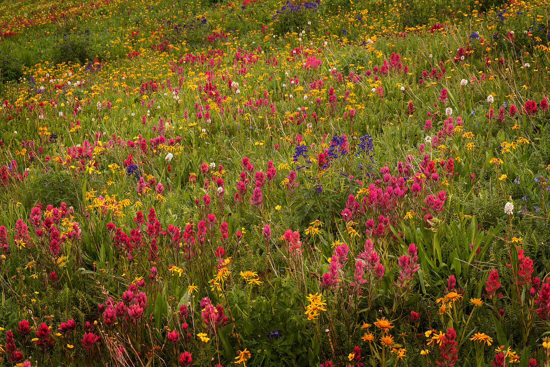 USA, Colorado, San-Juan-Berge. Wildblumenfeld in der Tundra