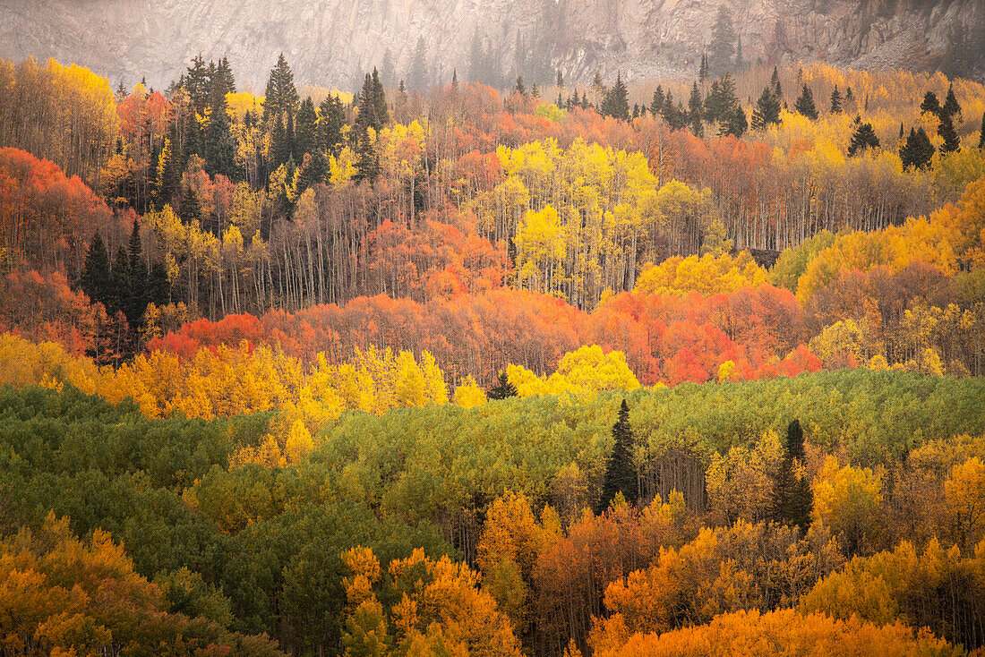 USA, Colorado, Gunnison-Nationalwald. Wald in Herbstfarben