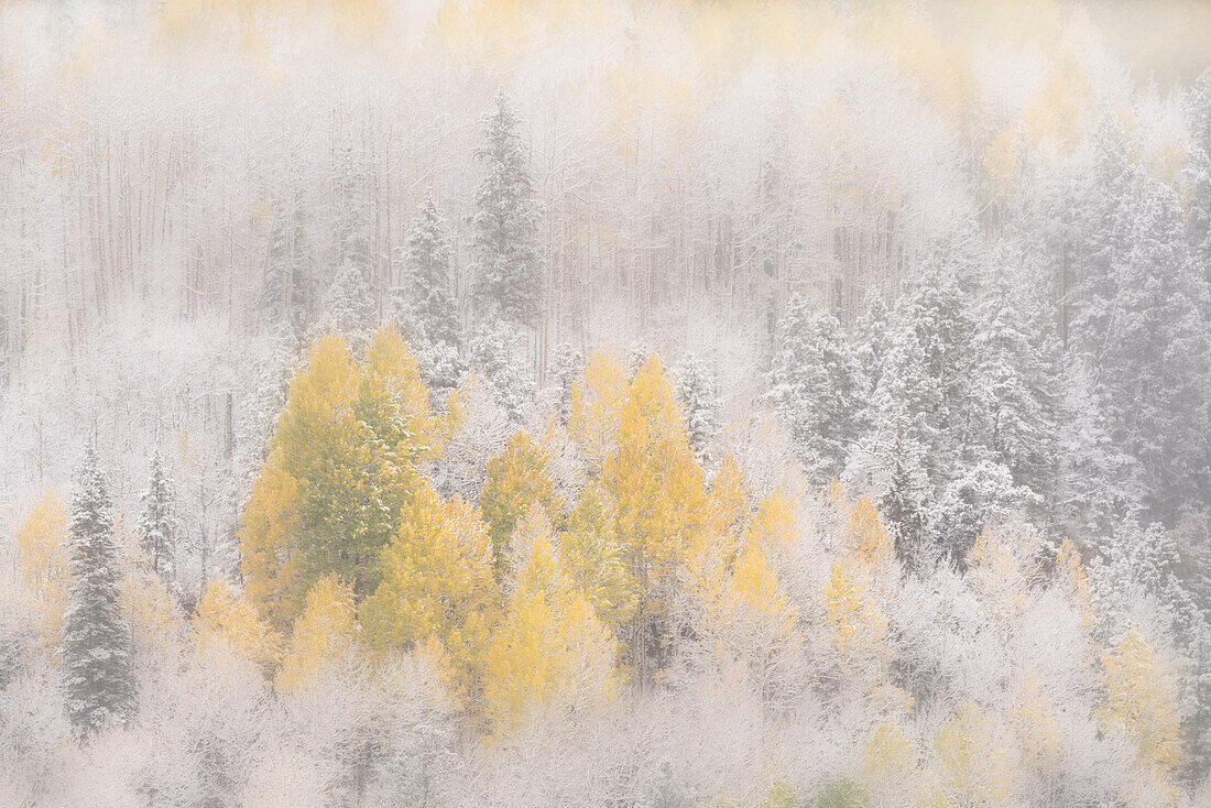 USA, Colorado, San Juan Mountains. Freshly falling snow on aspen forest