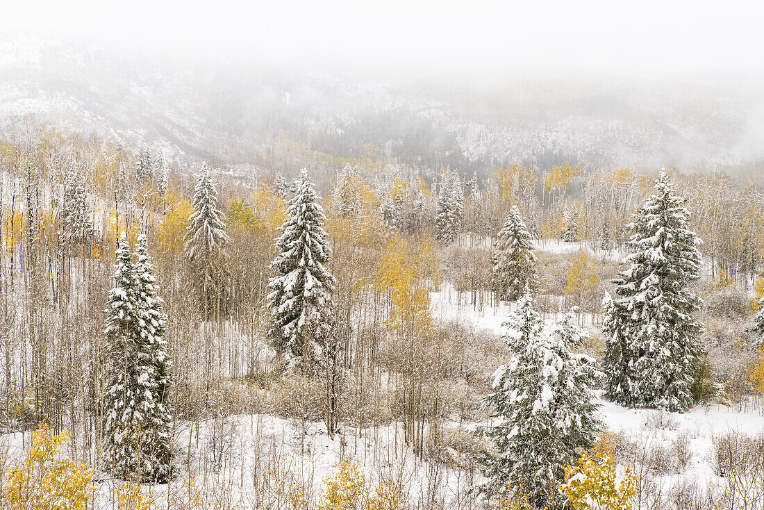 USA, Colorado, White River National Forest. Snowstorm on forest