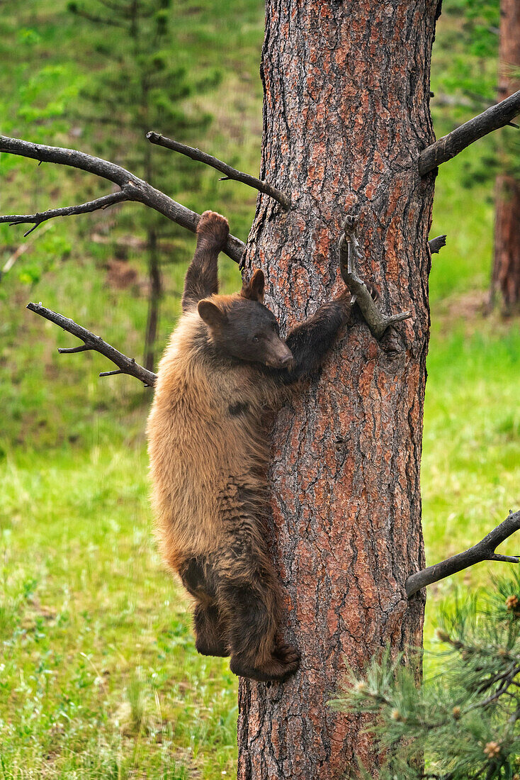 USA, Colorado, Pike National Forest. Subadulter Schwarzbär klettert Baum hinunter