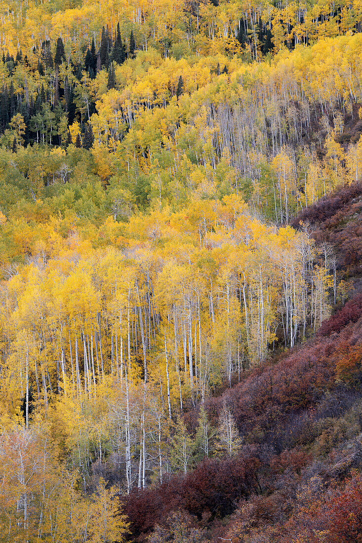 USA, Colorado, White River National Forest. Mountain aspen forest in autumn color.