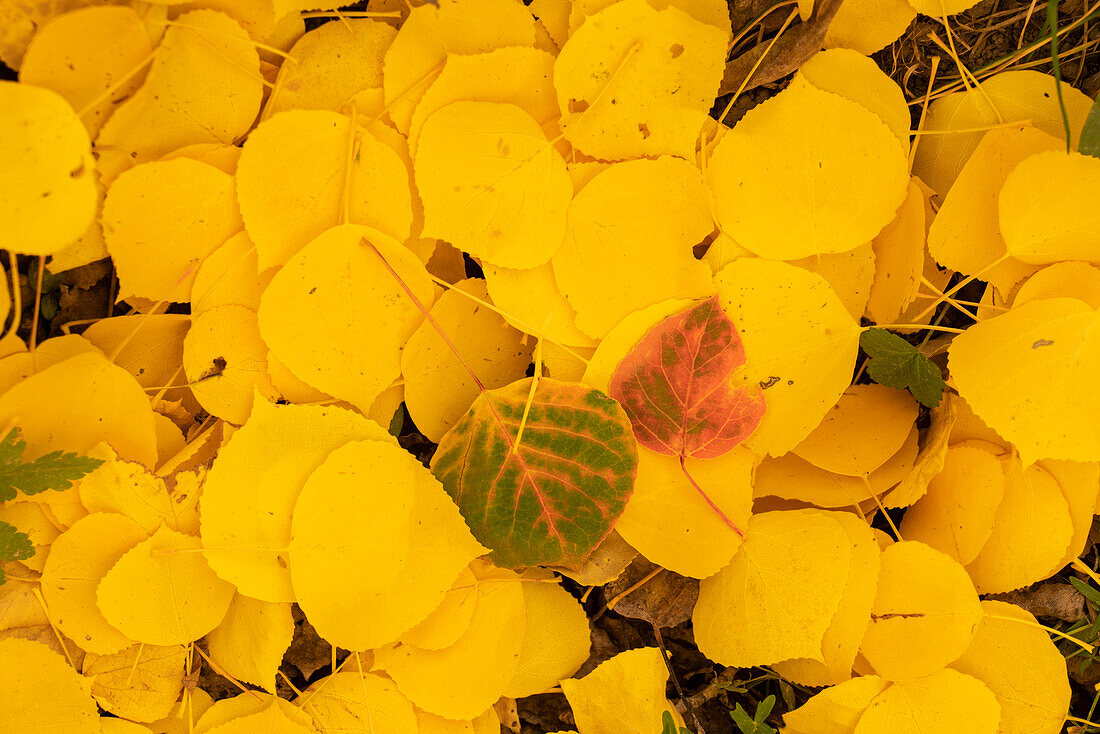 USA, Colorado, Uncompahgre National Forest. Fallen aspen leaves in autumn colors.