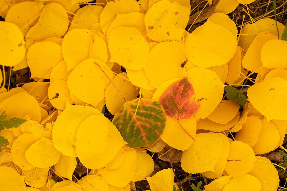 USA, Colorado, Uncompahgre-Nationalforst. Gefallene Espenblätter in Herbstfarben.