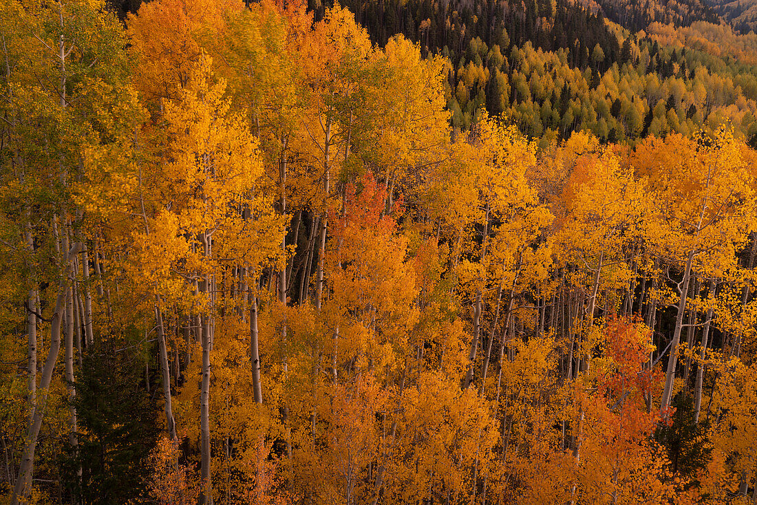 USA, Colorado, Uncompahgre National Forest. Aspen Bäume im Herbst Farbe.